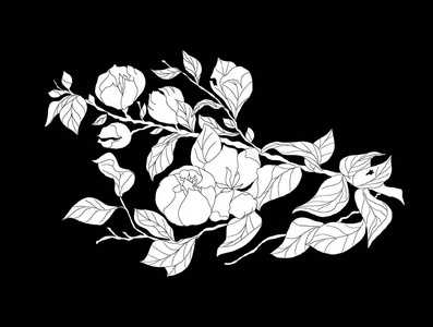 图形白色的花枝，叶子和花隔在黑色的背景上。有花的花型。
