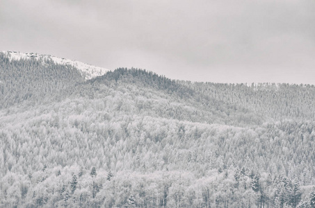 有雪林的山丘。冬季景观