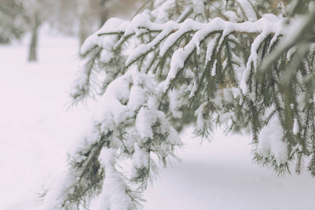 雪覆盖了杉树