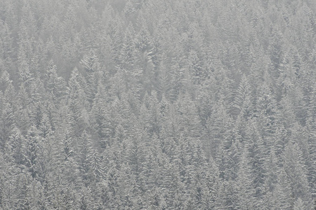 积雪覆盖的冰霜顶部。 茂密的针叶林。 冬季景观