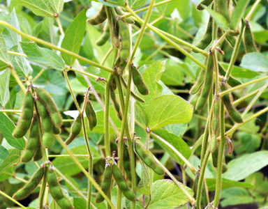 在植物上，绿色大豆荚处于成熟阶段