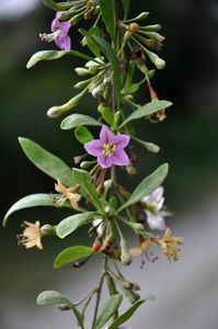 野生的花枝枸杞