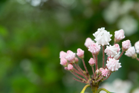 粉红色和白色的山月桂芽，复制空间留给