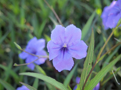 花园里的紫花，蕊花