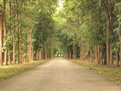 道路和树木周围