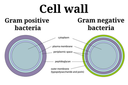 细菌细胞壁例证。革兰氏阳性和革兰氏阴性细胞壁差