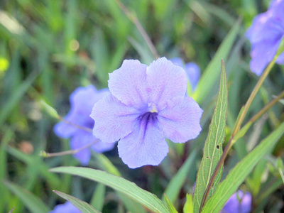 花园中的紫色花朵