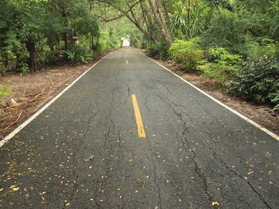 道路和树木周围