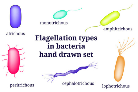 手绘微生物学装置。鞭打类型细菌微生物的安排