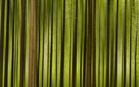 夏季绿色森林背景