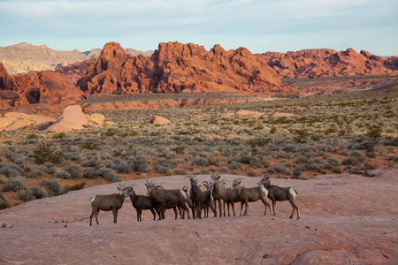 火谷州立公园一家雌性沙漠大角羊。 在美国内华达州拍摄。