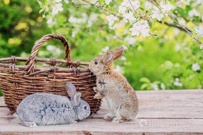 春天果园里的小兔子