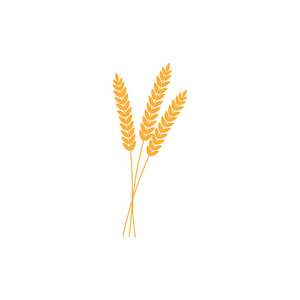 小麦黑麦或大麦穗的矢量插图，全麦黄色小麦黑麦或大麦作物收获符号或图标分离在白色背景上。