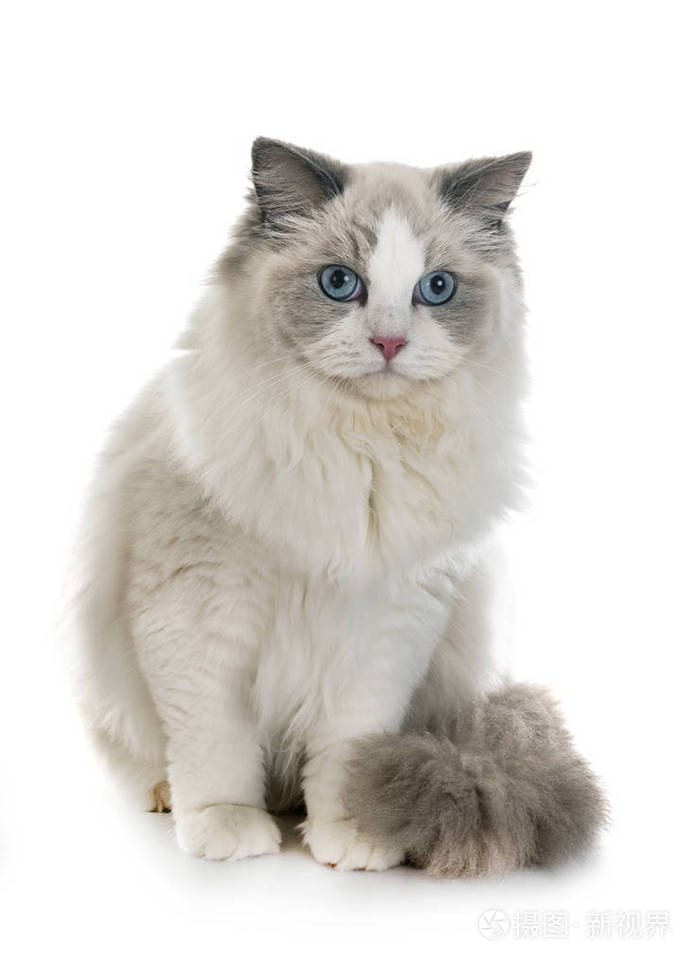白色背景下的布娃娃猫