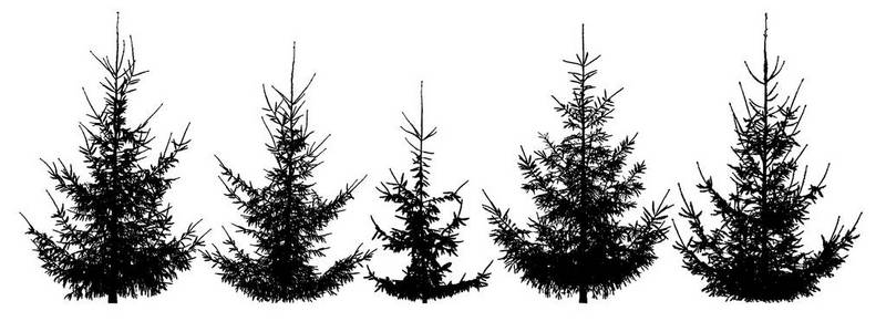 森林圣诞树。 孤立矢量轮廓