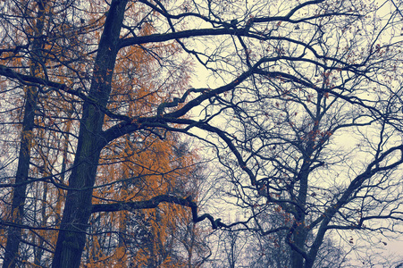 秋天的背景，有树枝，没有叶子