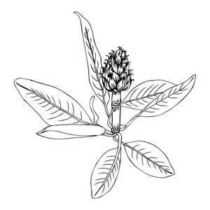 洋芋花和叶手绘矢量素描隔离在白色背景, 草本装饰植物, 有机食品成分