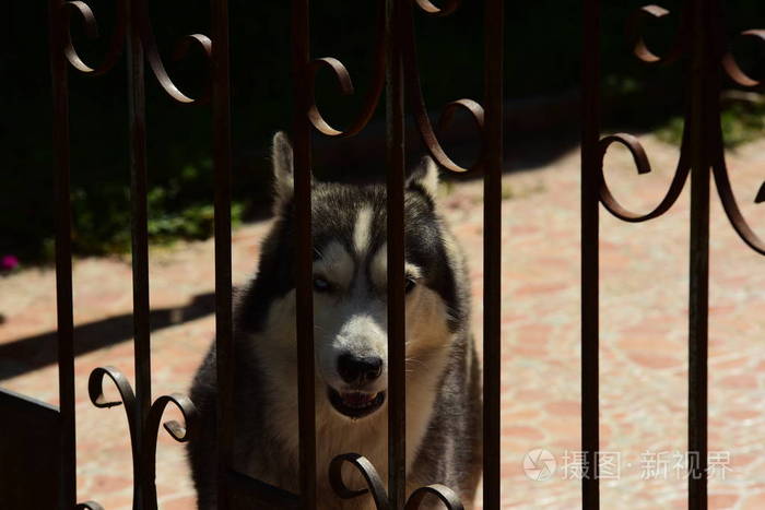 收养宠物悲伤动物的概念一只可爱的小狗被关在笼子里等待着新主人