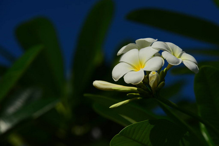 白色和黄色的佛兰吉帕尼花，叶子在背景中。梅花盛开，绿叶明亮的天空。