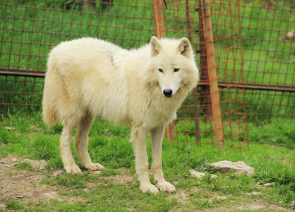 动物园围栏里美丽的白北极狼犬狼疮Actos