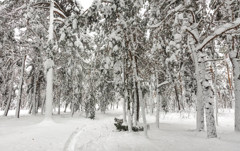 在冬天的森林里散步。 白雪覆盖森林，白雪覆盖树木。 雪。 冷冷的。