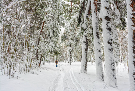 在冬天的森林里散步。 白雪覆盖森林，白雪覆盖树木。 雪。 冷冷的。