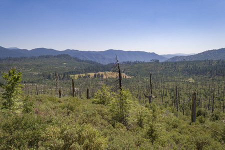 美国约塞米蒂国家公园森林火灾后的景观