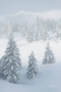 山上的暴风雪。 恶劣的冬天天气和薄雾。 白雪覆盖的云杉树