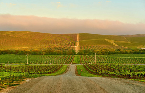 日出时的葡萄园美国加州日出时的葡萄园景观照片