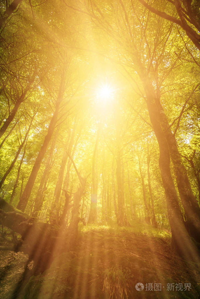 光线和阳光穿过森林树木西班牙照片-正版商用图片154el8-摄图新视界