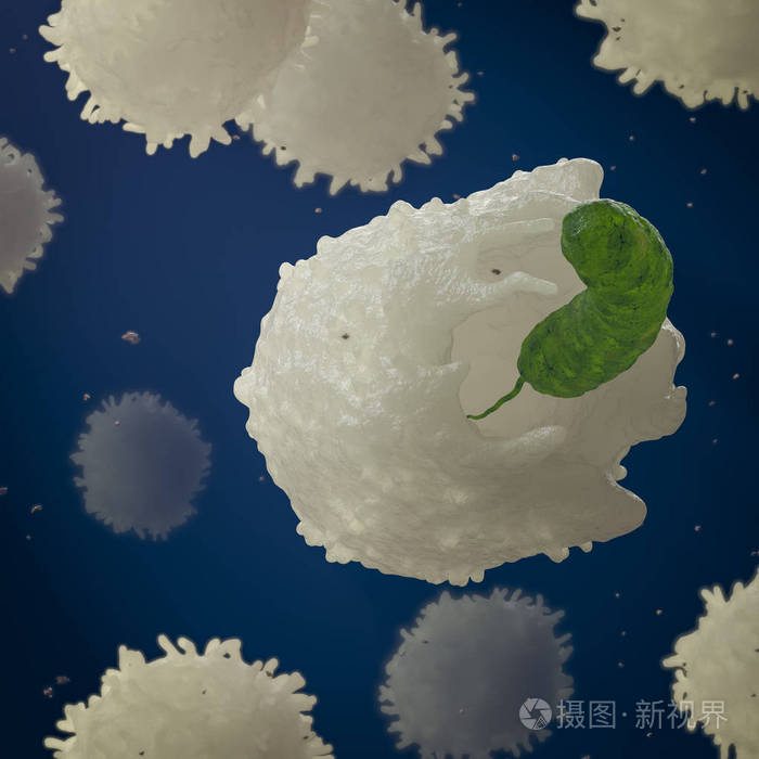 白细胞吞噬细菌3d