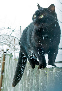 冬天雪堆间栅栏上的成年黑猫