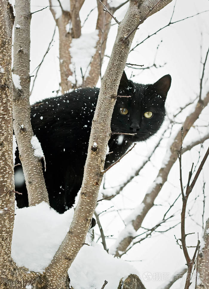 冬天雪中树上的成年黑猫