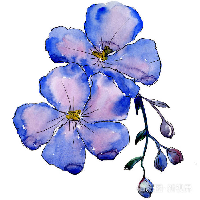 蓝色亚麻花与绿叶和芽孤立的亚麻插图元素水彩背景集