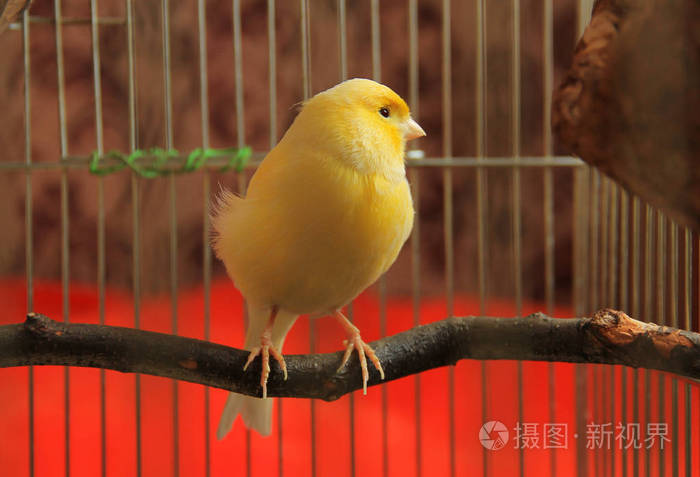 黄色金丝雀坐在笼子里的树枝上