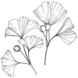 银杏银杏叶集合图片-银杏银杏叶集合素材-银杏银杏叶集合插画-摄图新