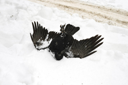 折纸大乌鸦图片