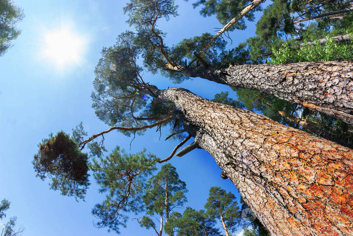 仰望高大的森林松树和明亮的蓝天上面有白云