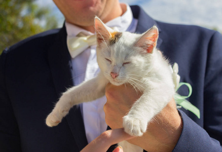 优雅白猫新郎抱着可爱的小白猫. 近点照片