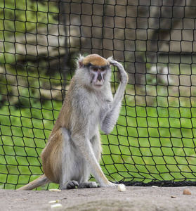 长尾猕猴马卡西尼卡坐在一个有趣的姿势和取笑。