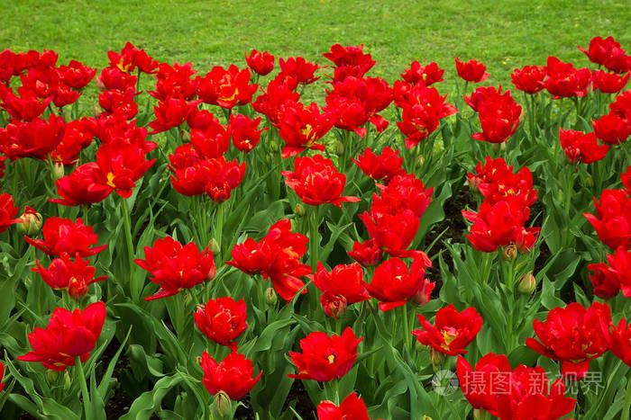 许多令人惊叹的天然双红郁金香花生长在春天的城市公园花园的装饰花坛