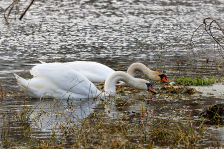 两只白天鹅在河边的草地上觅食