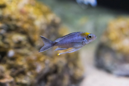 银鱼，奇异水族馆宠物