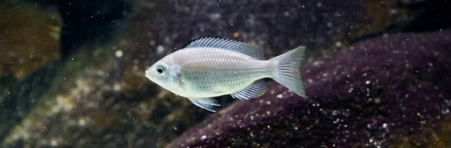 红帽幼鱼在明亮而闪亮的银色，来自马拉维湖的热带水族馆宠物。