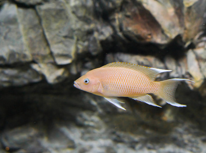 粉红马拉维奇利德鱼在特写，一个流行的热带水族馆宠物从马拉维湖在非洲