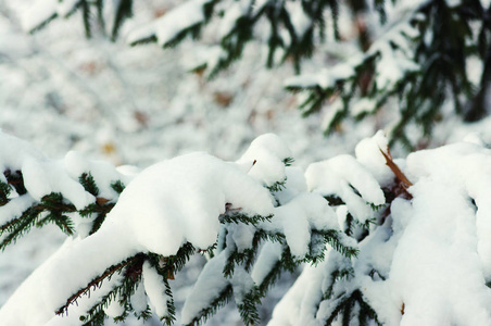 冬天覆盖着雪的云杉枝