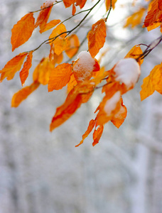 雪中的黄叶。 晚秋和初冬。 模糊的自然背景与浅D of。