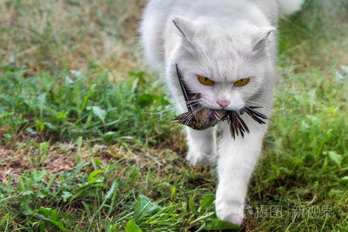 白猫抓住了一只鸟猎人和猎物