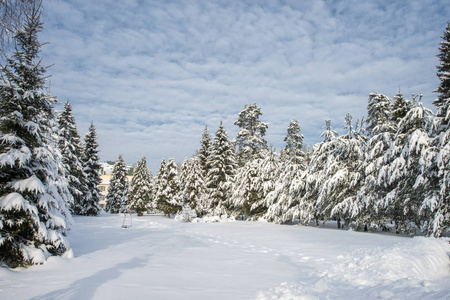白雪覆盖着树木和蓝天俄罗斯的冬天。