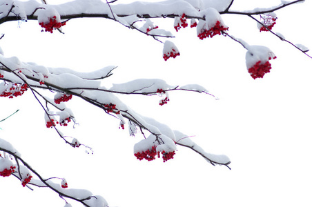 满是雪的红罗万束